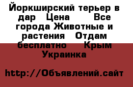 Йоркширский терьер в дар › Цена ­ 1 - Все города Животные и растения » Отдам бесплатно   . Крым,Украинка